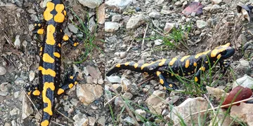 Adıyaman’da ‘sarı benekli’ semender görüldü