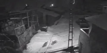 Köye inen kurt sürüsü korkuttu