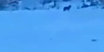 Manzara fotoğrafı çekerken kurtlar objektifine takıldı