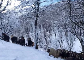 Batman’da kar yağışı nedeniyle kapanan köy yolları ulaşıma açıldı