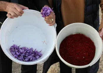Genç çiftçi adayına altın dokunuş