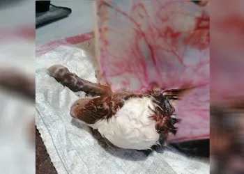 ‘Pelerinli’ buzağı görenleri şoke etti
