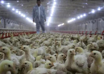 Tavuk yumurtası üretimi azaldı