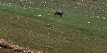 Aç kalan kurt yola indi