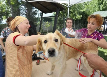 Can dostların güvenli yuvası