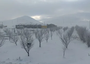 Van’da ağaçlar kırağı tuttu
