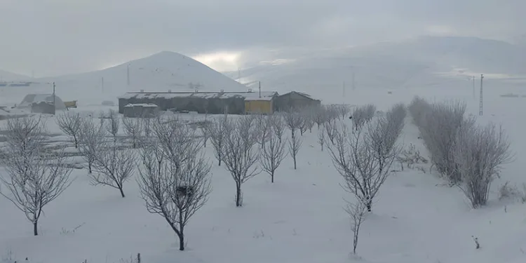 Van’da ağaçlar kırağı tuttu