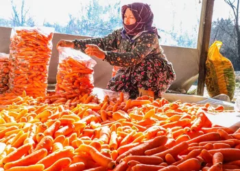 Denizli’nin Çakır havucunda hasat başladı