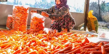 Denizli’nin Çakır havucunda hasat başladı