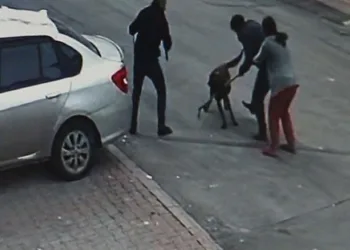 Tasmalı köpek dehşet saçtı