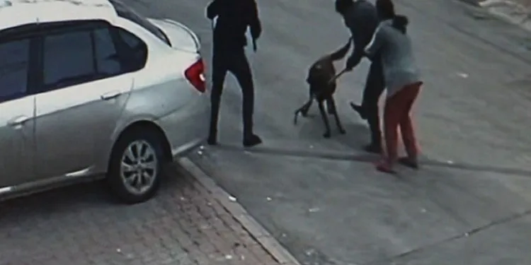 Tasmalı köpek dehşet saçtı