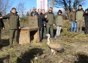 Bursa’da Kızıl Akbaba doğaya salındı