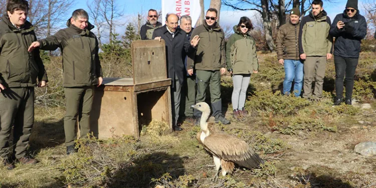 Bursa’da Kızıl Akbaba doğaya salındı