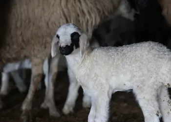 Elazığ’da yeni yılın ilk kuzuları dünyaya geldi