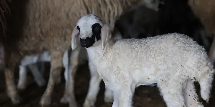 Elazığ’da yeni yılın ilk kuzuları dünyaya geldi
