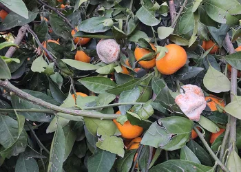 Mandalina dalında çürüyor