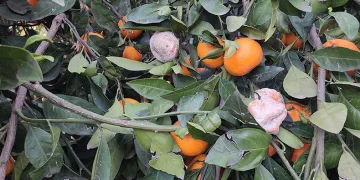 Mandalina dalında çürüyor