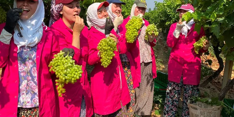 230 bin ton tarımsal gıda ihraç edildi