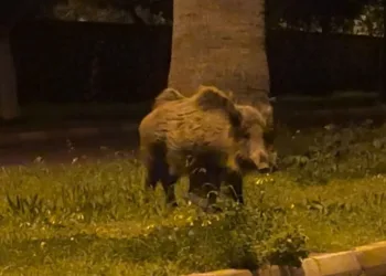 Domuz sürüsü şehre indi