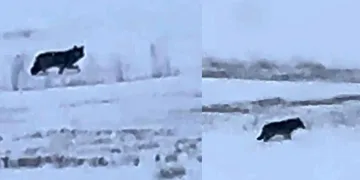 Aç kalan kurt yerleşim yerine indi