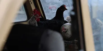 Gezen tavuk yumurtası için tavuklarını gezdiriyor