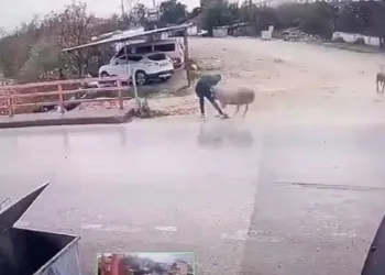 Karşıya geçmek isterken koç saldırdı