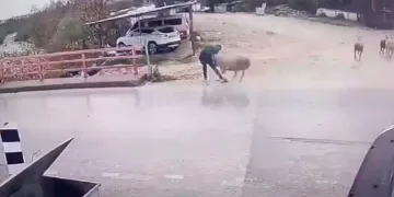 Karşıya geçmek isterken koç saldırdı