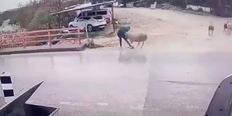 Karşıya geçmek isterken koç saldırdı
