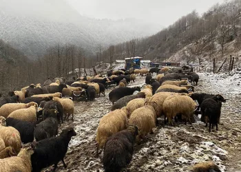 Küçükbaş hayvanlarda çiçek hastalığı alarmı