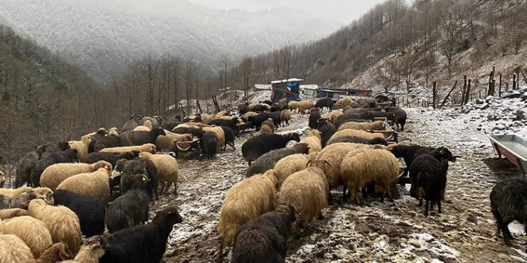 Küçükbaş hayvanlarda çiçek hastalığı alarmı