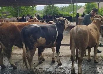 Şap hastalığı görüldü, hayvan pazarı kapatıldı