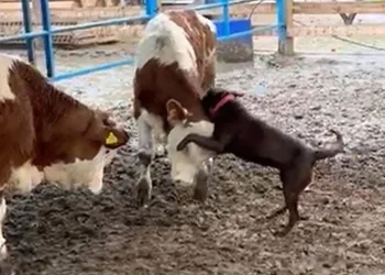 Köpek Çiko, danaya kafa tuttu