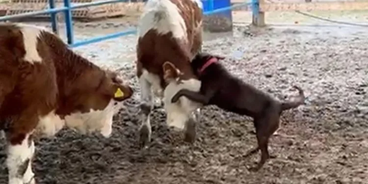 Köpek Çiko, danaya kafa tuttu