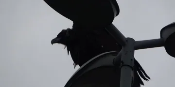 Akbaba kargaların saldırısına uğradı