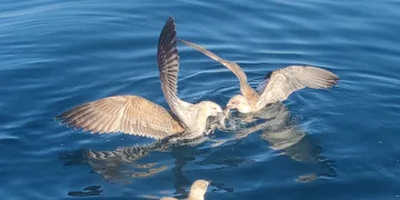 Martıların Van Gölü’ndeki hayat mücadelesi