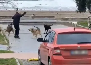 Köpeklerin vatandaşa saldırma anı kamerada