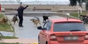 Köpeklerin vatandaşa saldırma anı kamerada