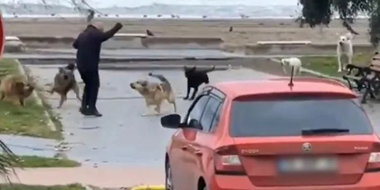 Köpeklerin vatandaşa saldırma anı kamerada