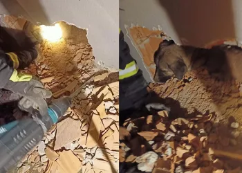 Duvar arasına sıkışan köpeği itfaiye kurtardı