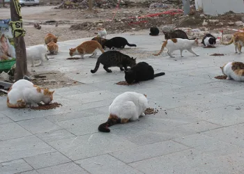 Sokak hayvanlarına can oldu