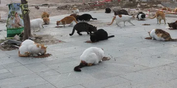 Sokak hayvanlarına can oldu