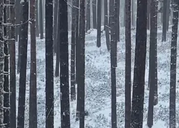 Sinop ormanlarında karacalar görüntülendi