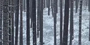 Sinop ormanlarında karacalar görüntülendi