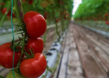 Hollanda’ya Manisa seralarından domates ihracatı