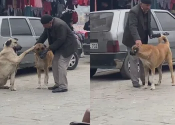 Yaşlı vatandaşın sokak köpekleri ile diyaloğu