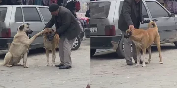 Yaşlı vatandaşın sokak köpekleri ile diyaloğu