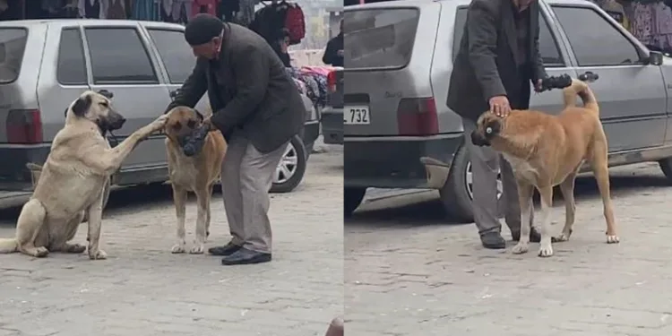 Yaşlı vatandaşın sokak köpekleri ile diyaloğu