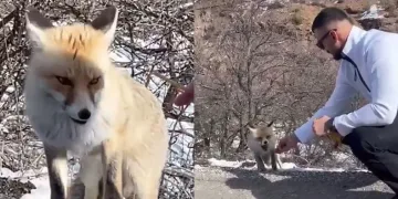 Tilkiye elleriyle çubuk kraker yedirdi