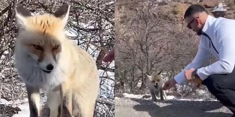 Tilkiye elleriyle çubuk kraker yedirdi
