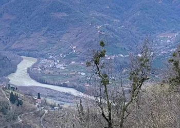 Türkiye-Gürcistan sınırında firari inek alarmı